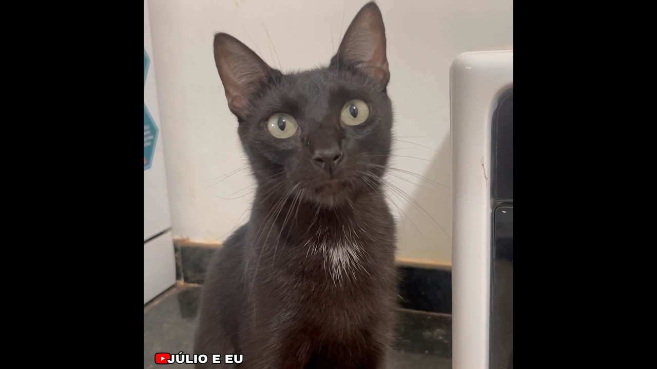 Whindersson Nunes do reino animal. 😂😂😂 #julioeeu