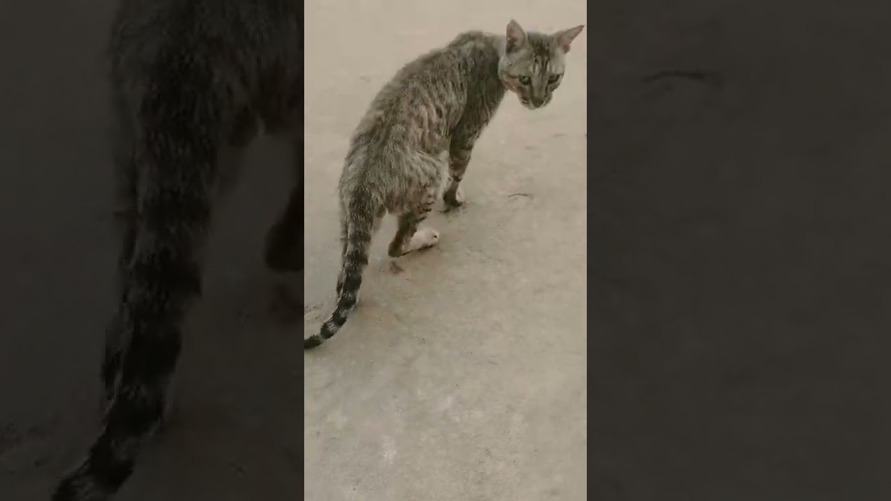 Brown cat