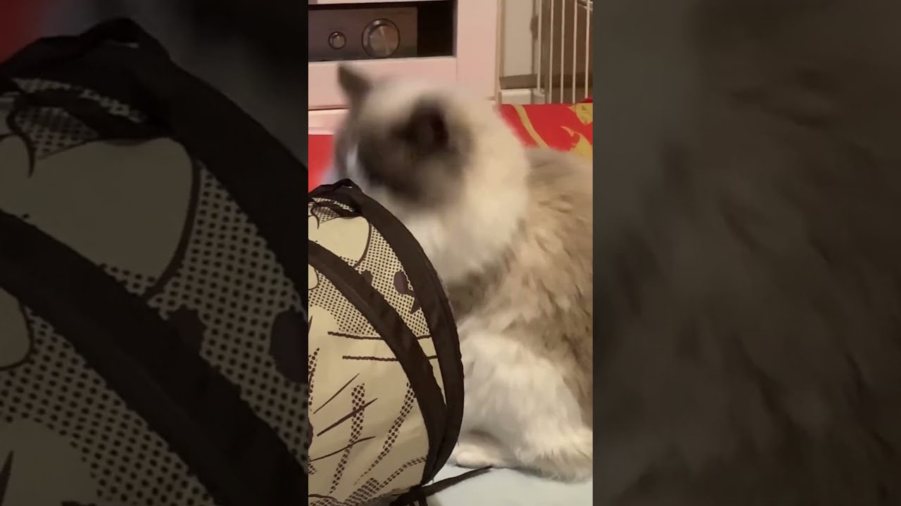 トンネルの先に‥も‥猫 ラグドールvsスコティッシュフォールド ぬいぐるみ猫 人気猫種 もふもふ 猫かわいい動画 猫癒し動画 猫動画 猫カフェ気分 黒猫系 @minamin.ch.2022