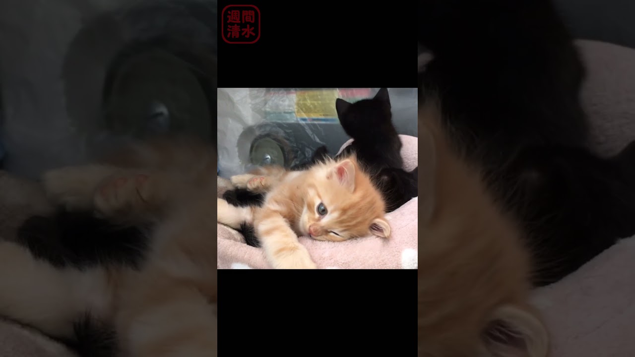 見えない敵と戦う茶トラの子猫 #shorts cute kitty cat. 保護猫 可愛い 子猫キック