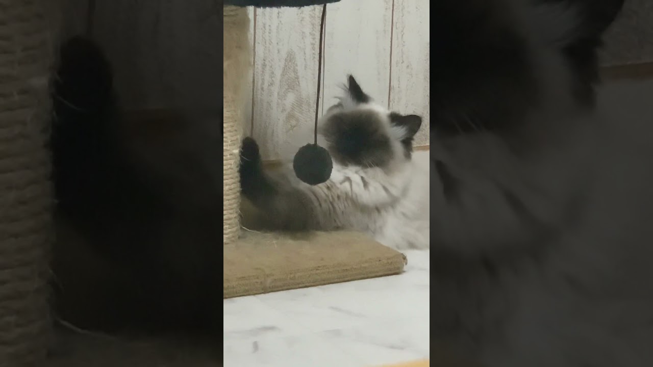 伸び伸びしてから寝落ち #猫 #ヒマラヤン #shorts