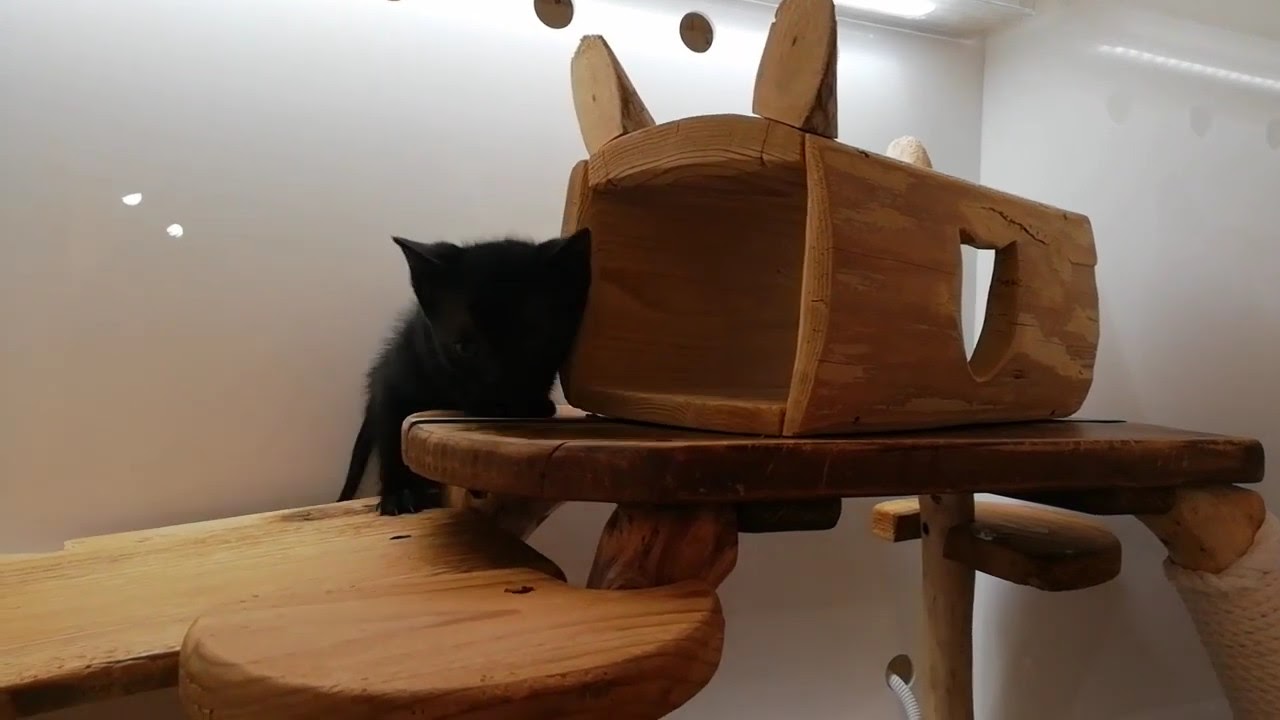 ボンベイ女の子2020.1/25生まれ