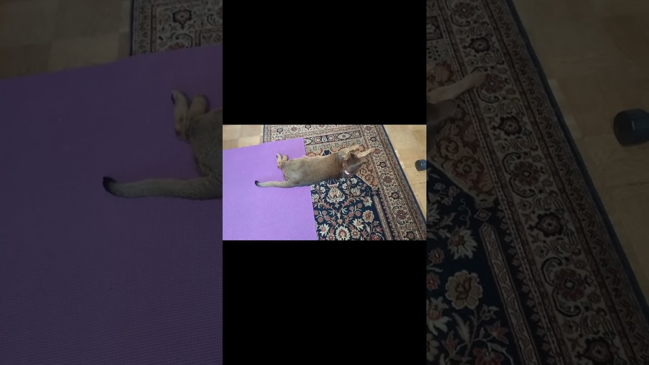 ネコ動画あび#414　#shorts　あびの毎日　アビシニアン　あび