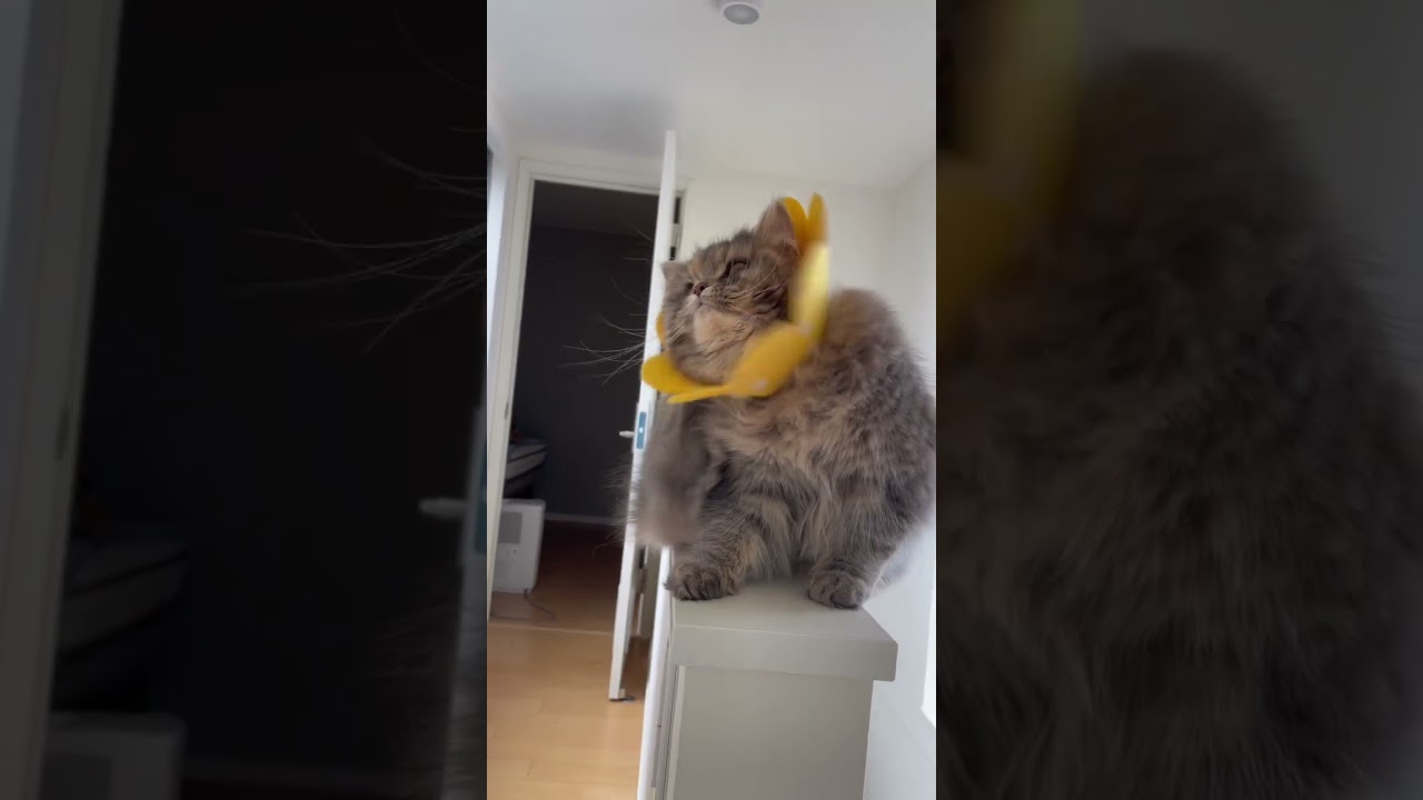 病院受診前姿をくらましたラガマフィン #ラガマフィン #猫のいる暮らし #子猫動画