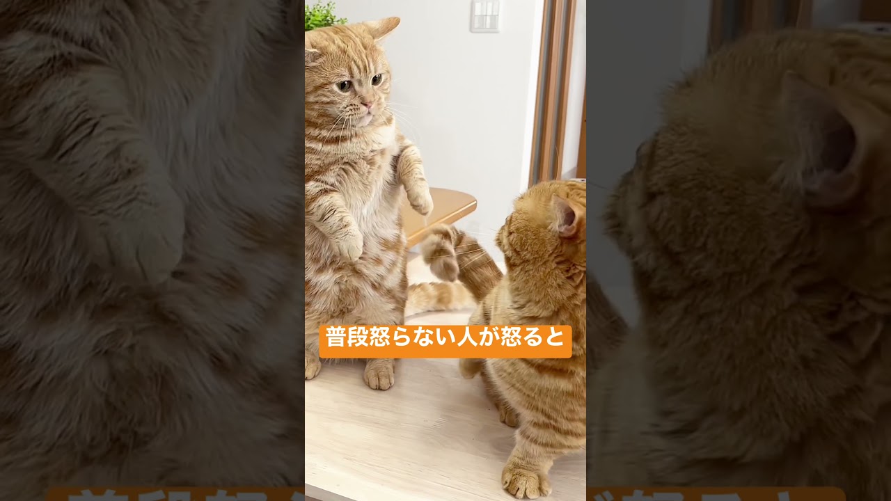 マンチカンのパンチは決して当たらないが普段怒らない人が怒るとすごく怖い #shorts