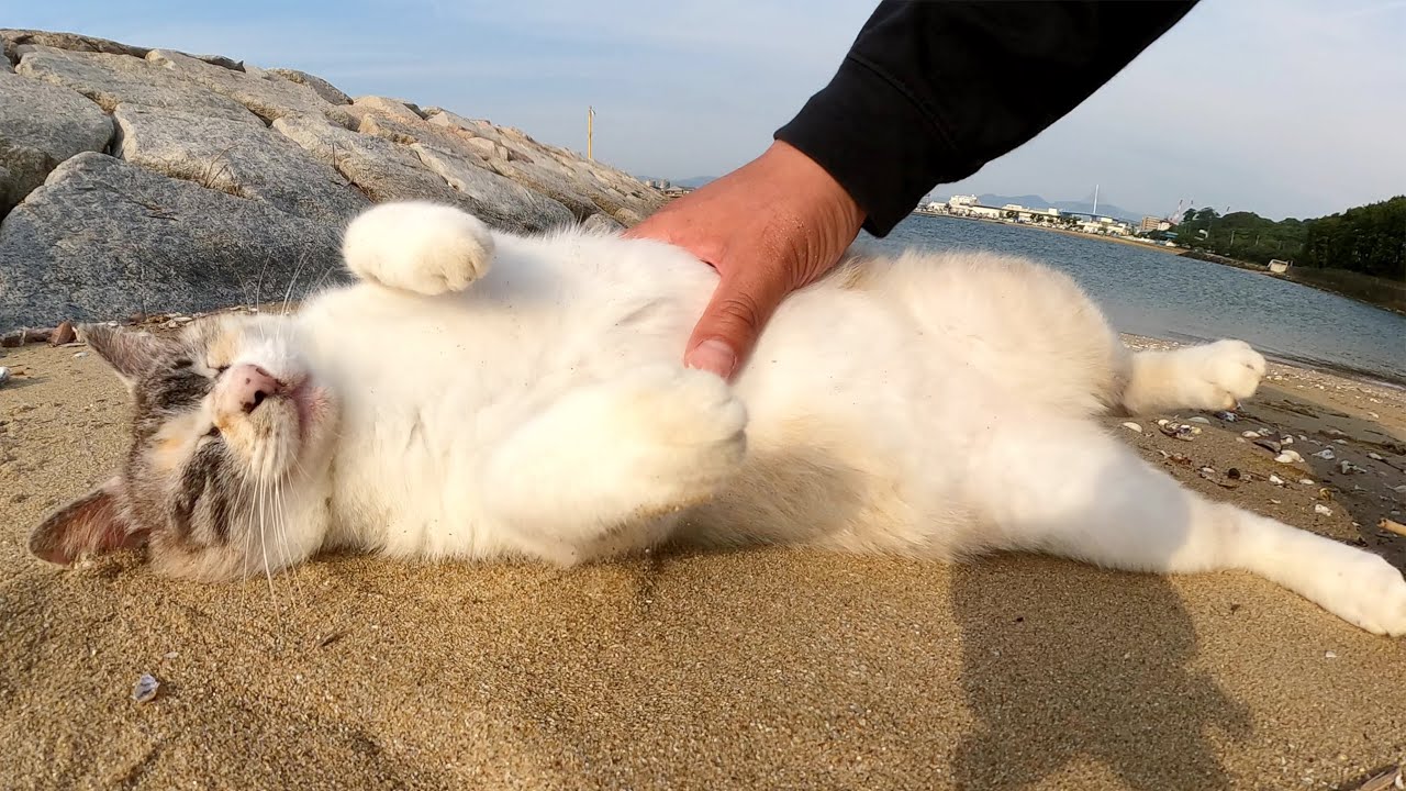 シャムミックスの美猫が砂浜でお腹を見せてナデナデを要求してきた