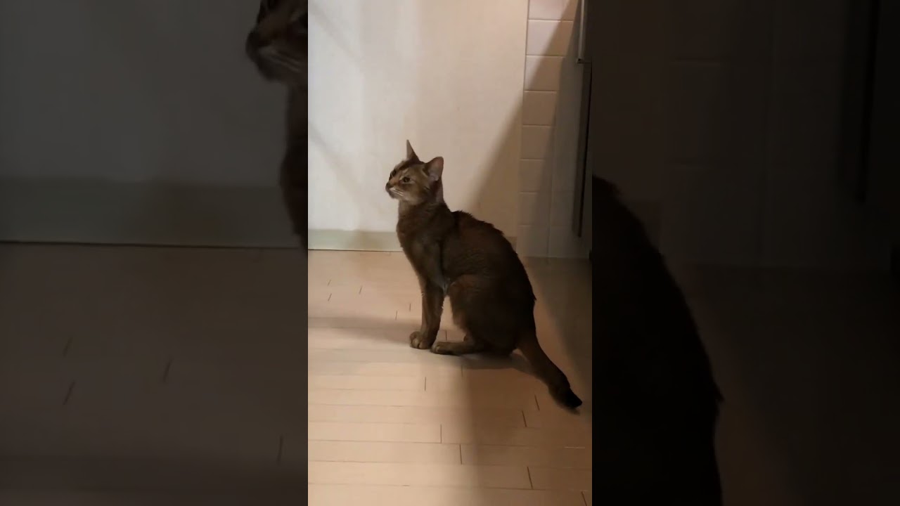 18歳のねこ #shorts #猫動画 #アビシニアン #cat #まな猫