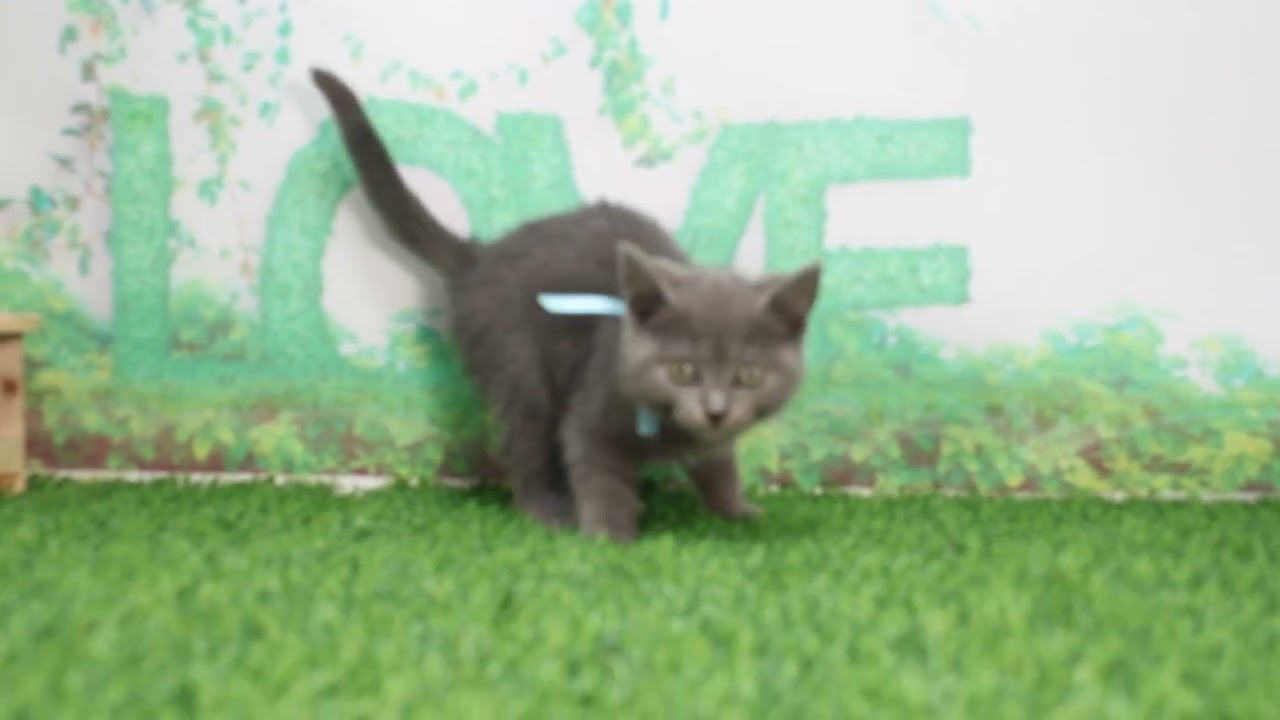 Coo&RIKU　No628846　シャルトリュー