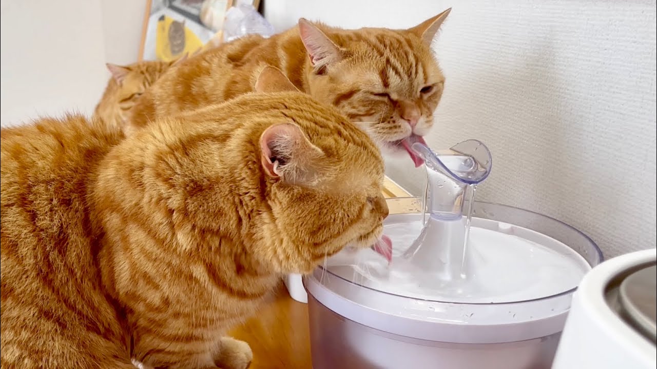 今日もいっしょに水を飲むマンチカンの親子猫に癒されました！【癒し系】