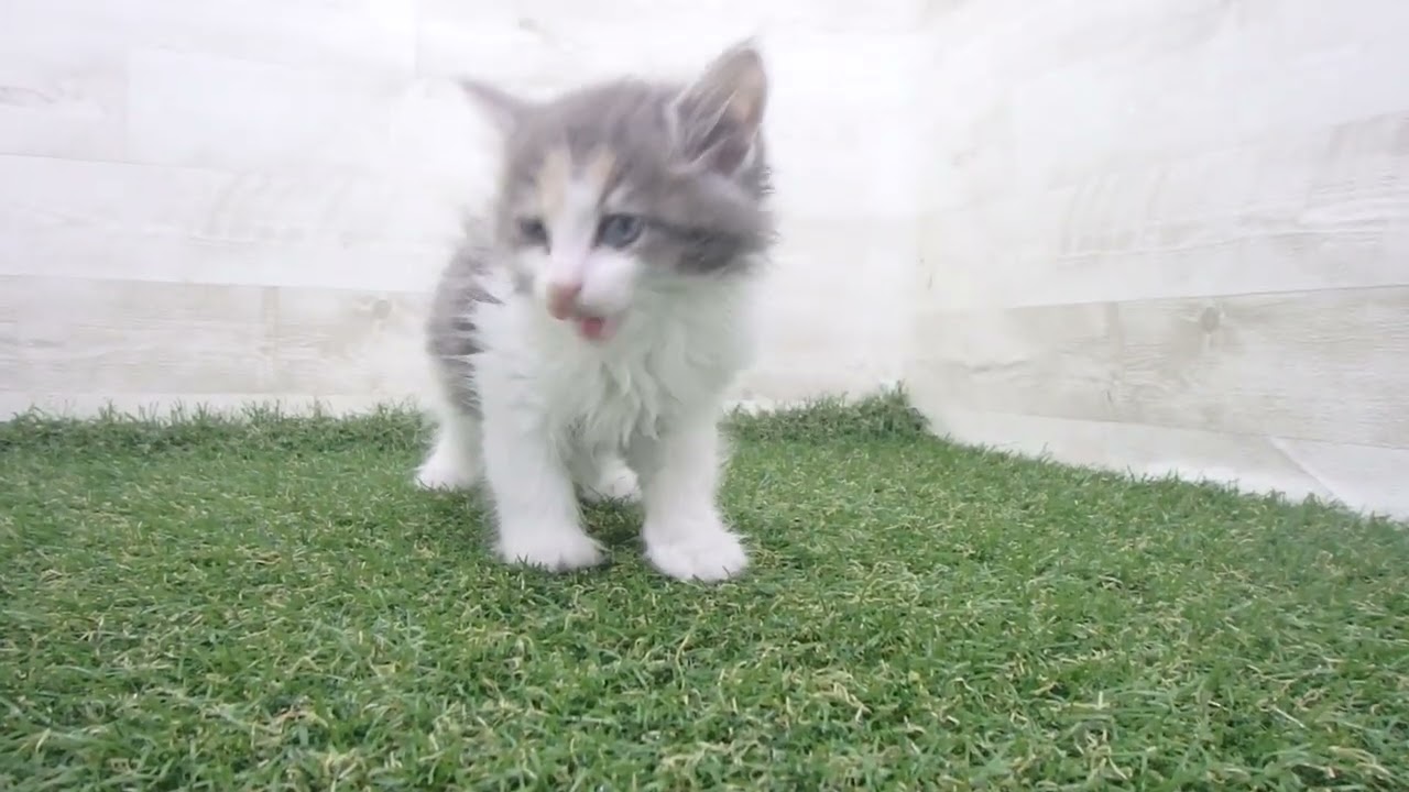 ペットショップcoo&riku No.00628568 ノルウェージャン・フォレストキャット