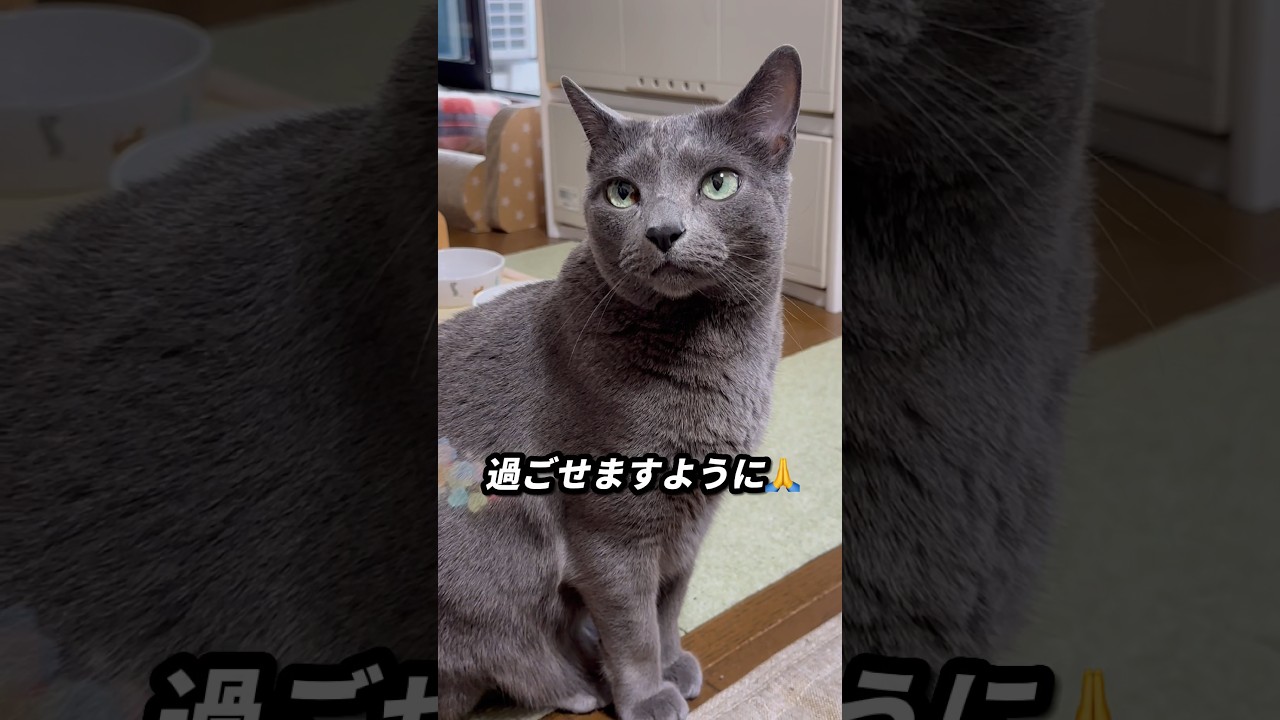 【ロシアンブルー】今朝のめろん、元気です😊【猫】#shorts