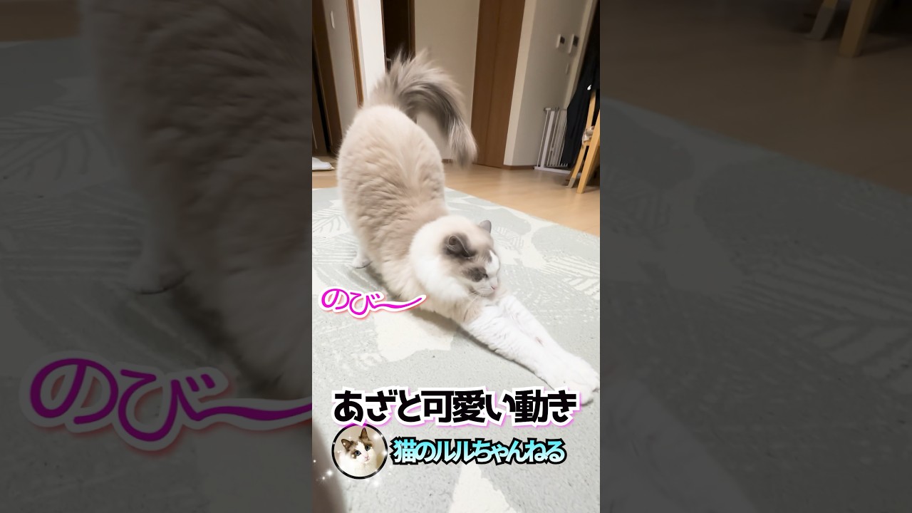 伸びからの転び方が可愛い猫 #ラグドール #ragdoll #shorts