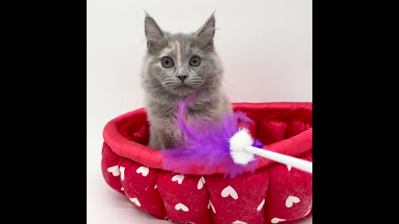 スコティッシュフォールド ブルー&クリーム（ロングヘアー）の女の子♡