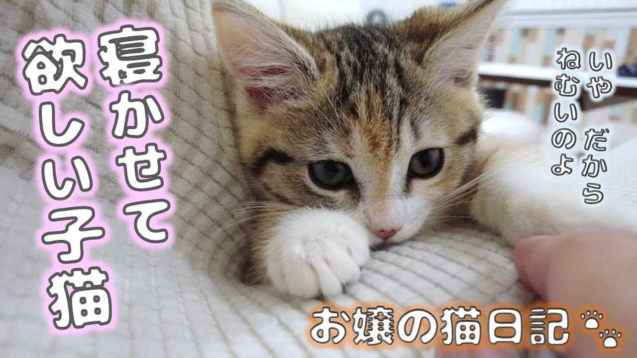 寝かせて欲しい子猫【お嬢の猫日記 / OJO- CAT DAILY】