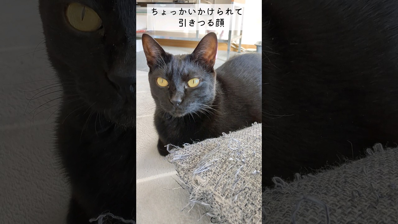 嫌そうにひきつるひげ袋可愛い...
