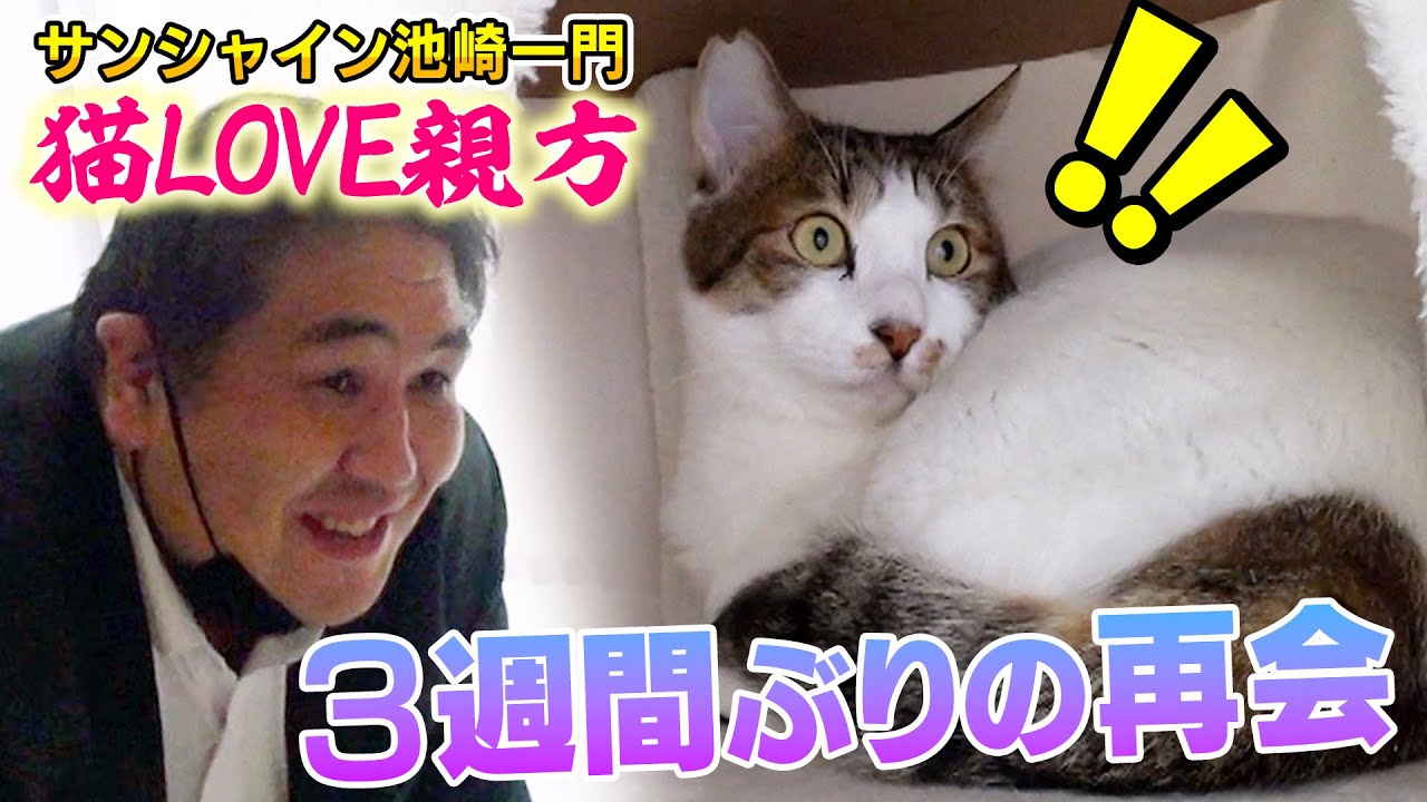 【保護猫活動】一度は心を開いた預かり猫ブルーと３週間ぶりに再会しました【サンシャイン池崎一門の二子山親方】