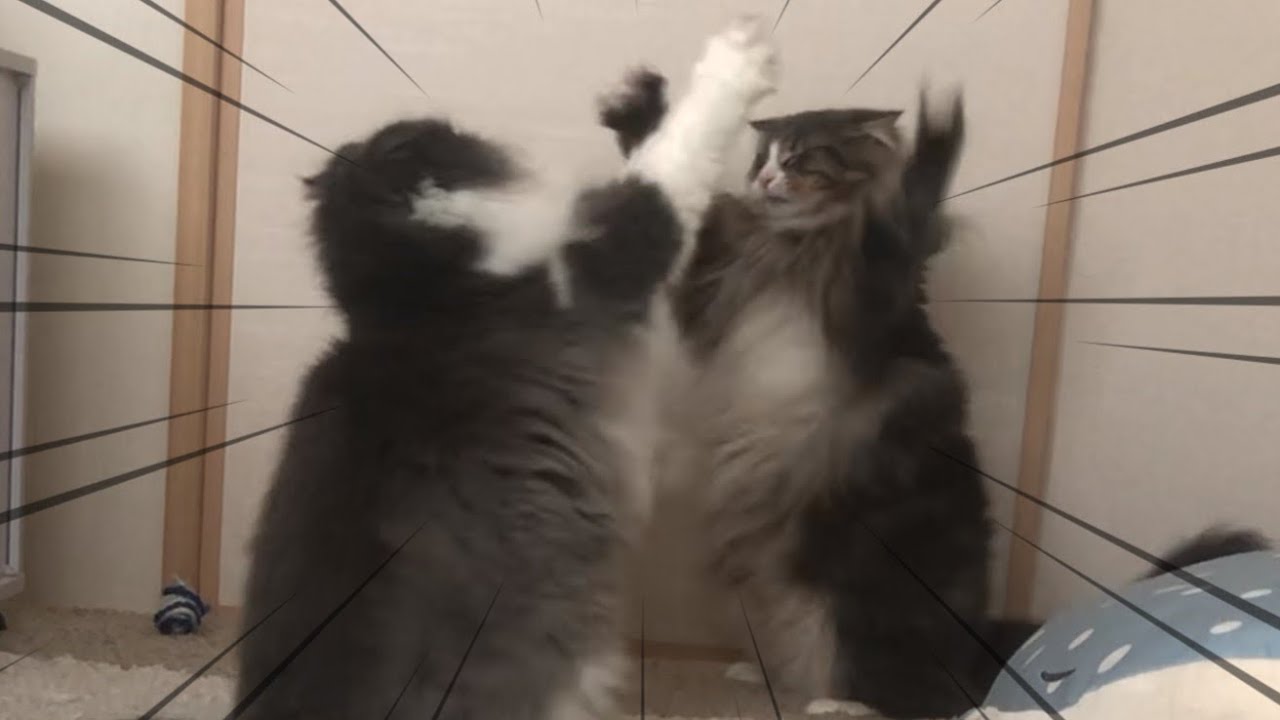 【可愛い❤︎】寝起きの運動が可愛いすぎるノルウェージャンフォレストキャットwww