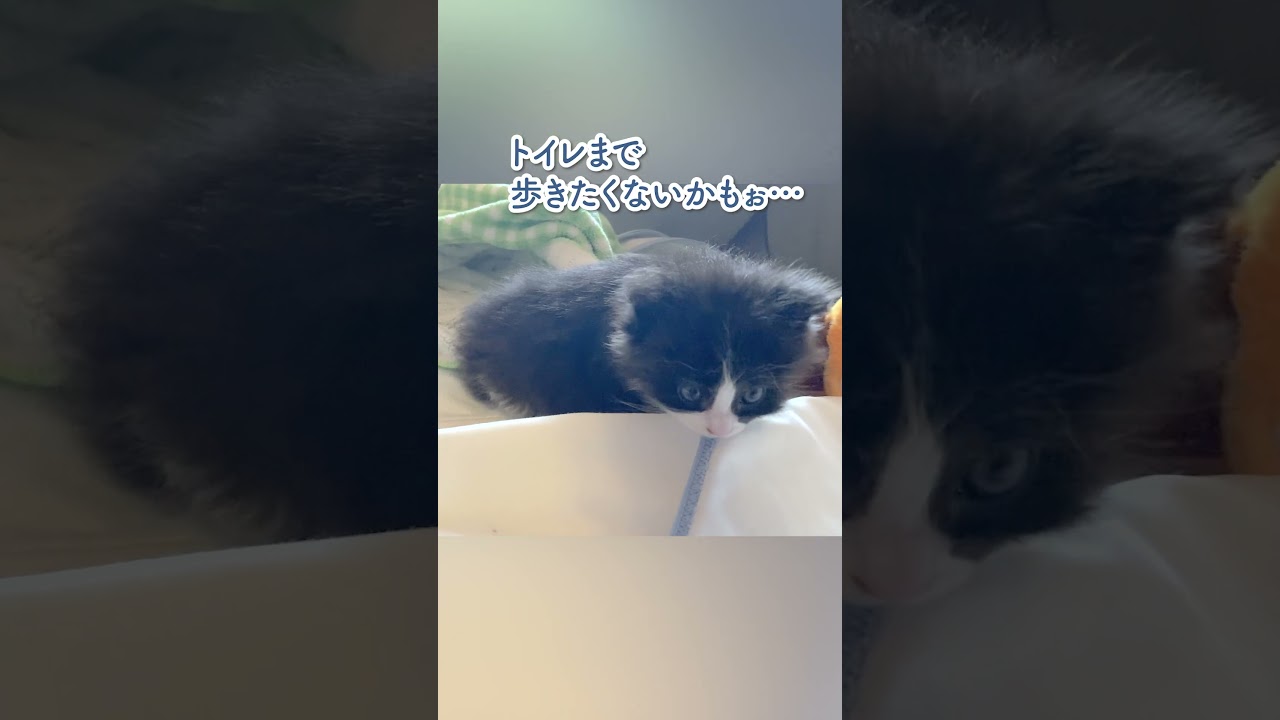 急にうんちしたくなっちゃった子猫💩 #shorts
