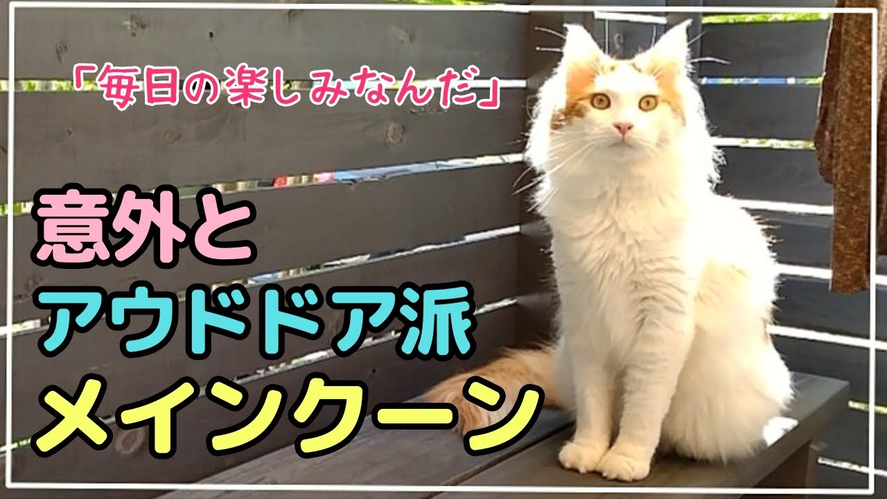 猫の趣味。庭プチ散歩&小鳥をニャルソック【メインクーン】