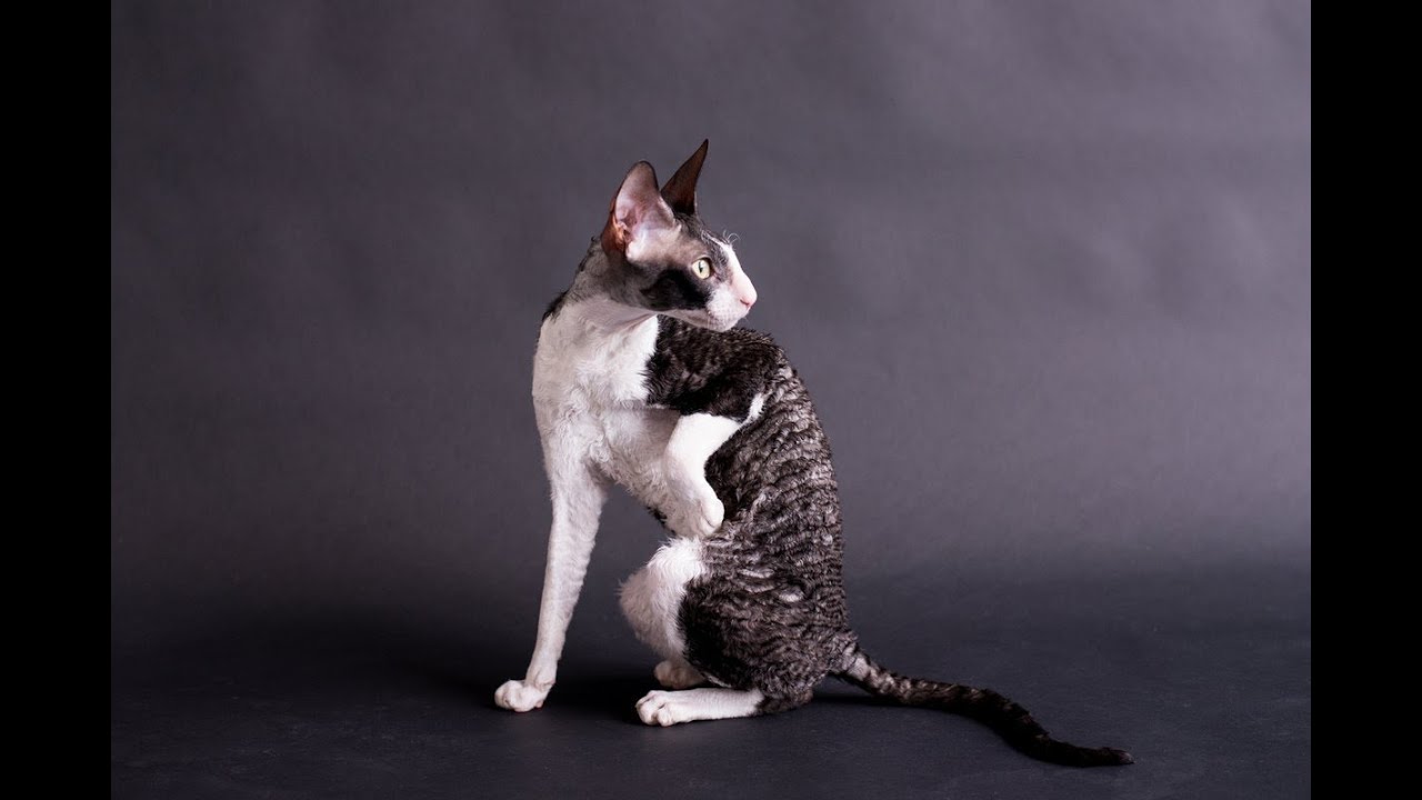 Сколько стоит котенок корниш-рекс?