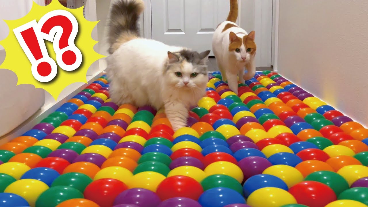 ボールプールチャレンジをする猫【関西弁でしゃべる猫】