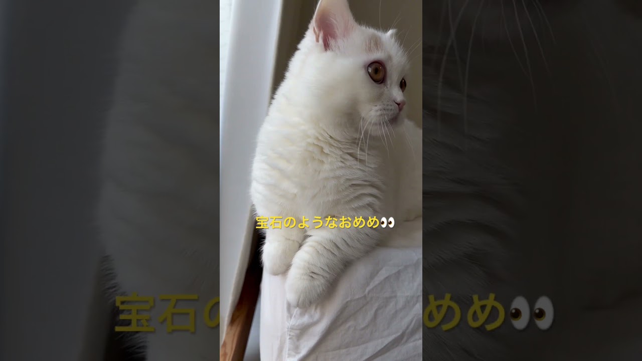 癒しすぎます… #ミヌエット #子猫 #マンチカン #cat #猫 #ペルシャ #shorts #癒し