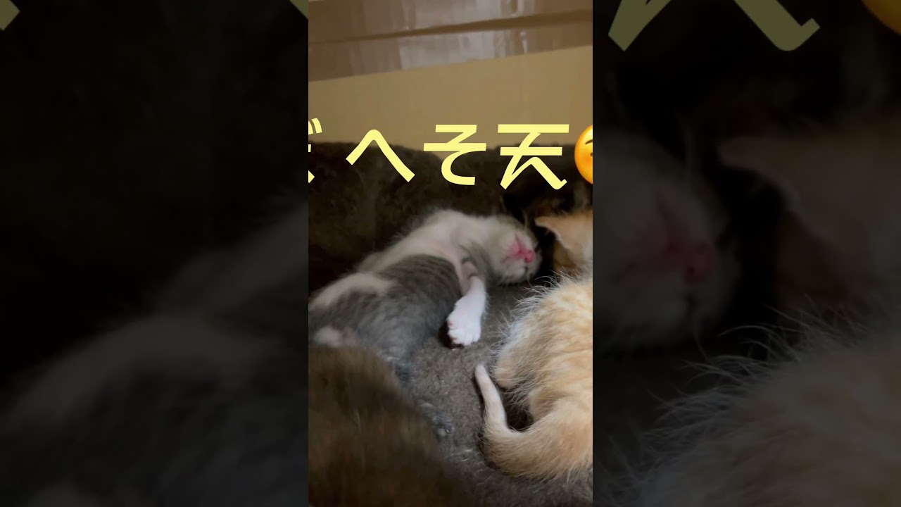寝顔が可愛い子猫は連続で… / cute sleeping kitten #shorts