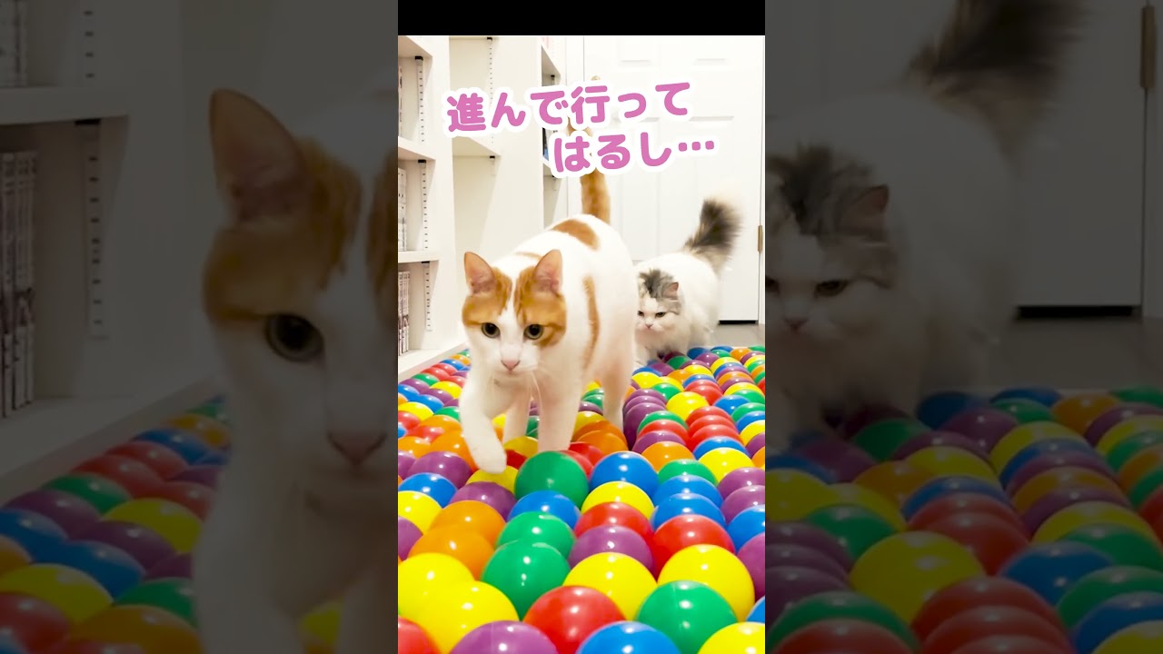 ボールプールの中に猫の大好物を置いてみた #shorts