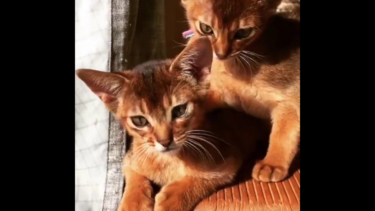 アビシニアンの子猫！　兄弟仲良く