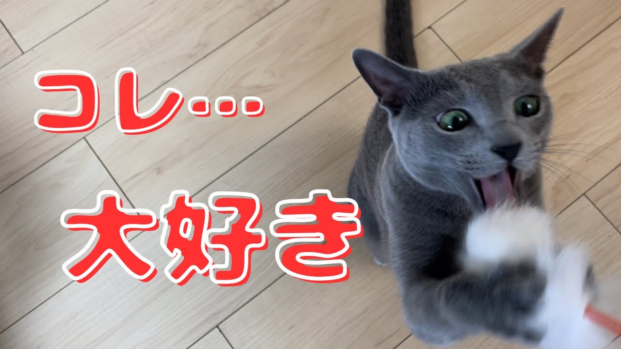 モフモフ猫じゃらしに興奮が抑えられないかわいい猫【ロシアンブルー】