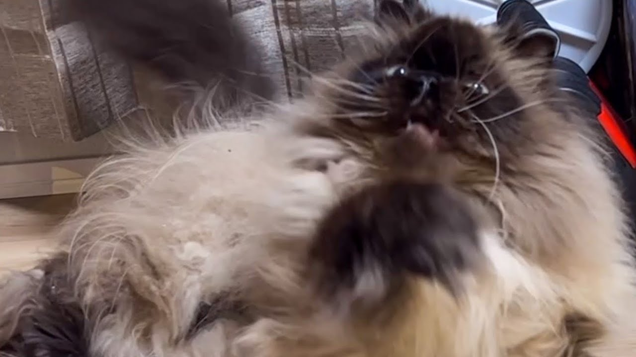 ヒマラヤン猫の大変な休日…【ヒマラヤン】