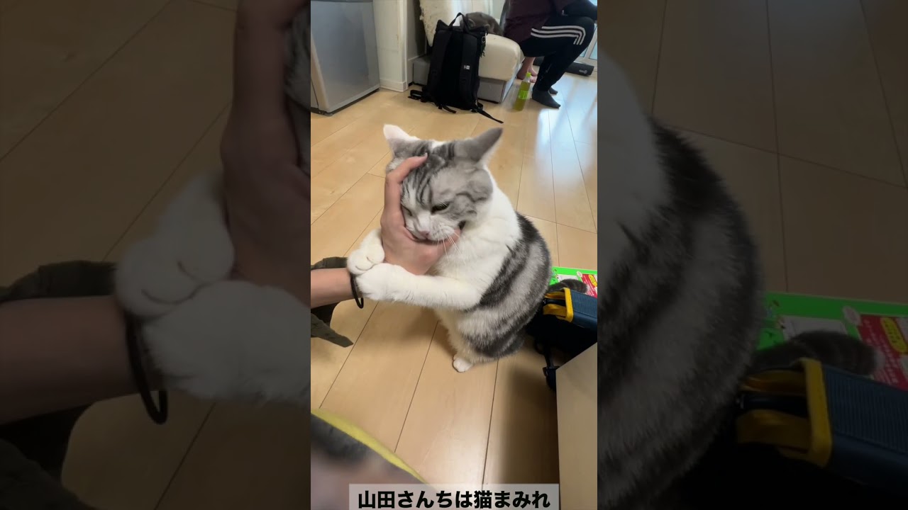 急に噛んできたすこ🥺私は戦うぞ！！ #スコティッシュフォールド #shorts #山田猫 #猫まみれ