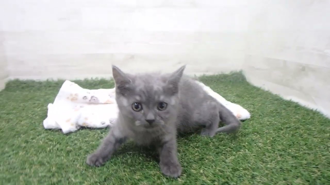 Coo&RIKU　No00629661 ブリティッシュショートヘアー