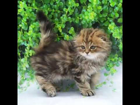 スコティッシュ・フォールド（ブラウンタビー）の男の子（2019/11/18生まれ）