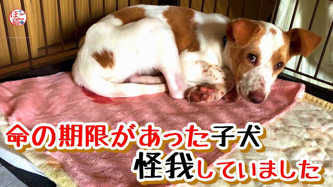 【子猫　保護犬】命の期限のある施設から来た子犬　怪我していました＆お名前決定！※流血ありますご注意ください