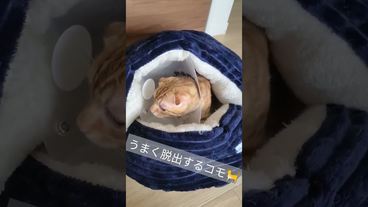 すっぽりはまったベッドからうまく脱出するコモドン【コモドンの観察日記 #キンカロー #cat #子猫 #猫のいる暮らし】