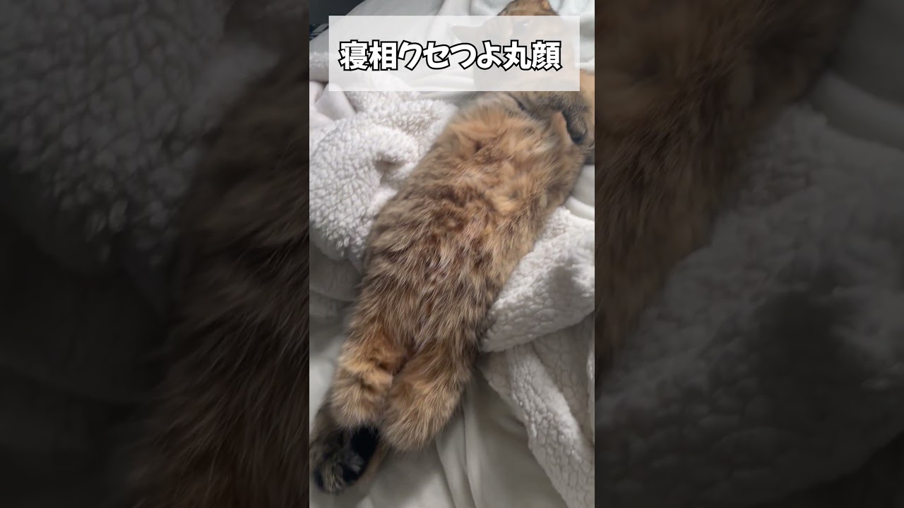 【猫動画】いやぁ…寝ぐせ悪すぎんかぁ？？　#shorts
