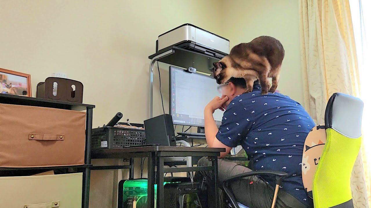 椅子に座る度にこうなるシャム猫が乗り込んでくる過程が可愛い😹