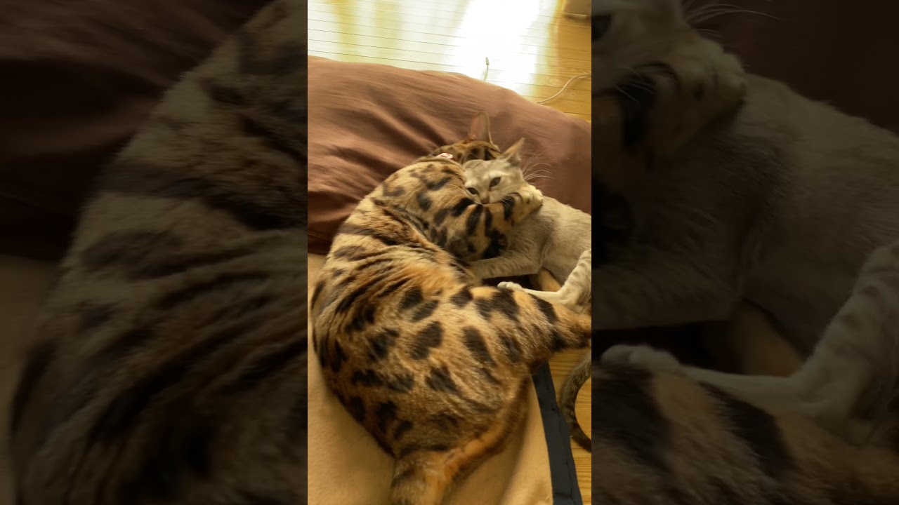 強大なベンガルに立ち向かう子猫！[シンガプーラ]