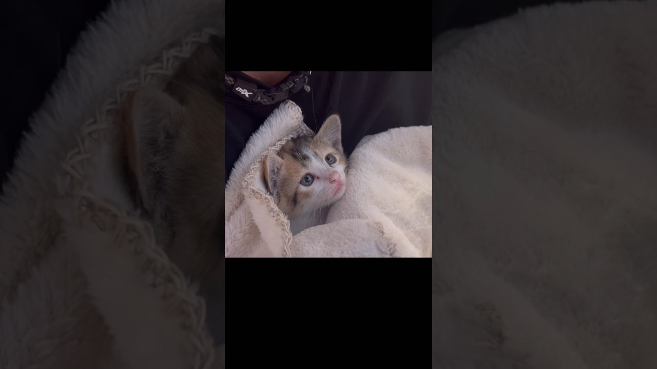 保護した時からずっと可愛い保護猫 #cat #保護猫 #子猫 #catlover