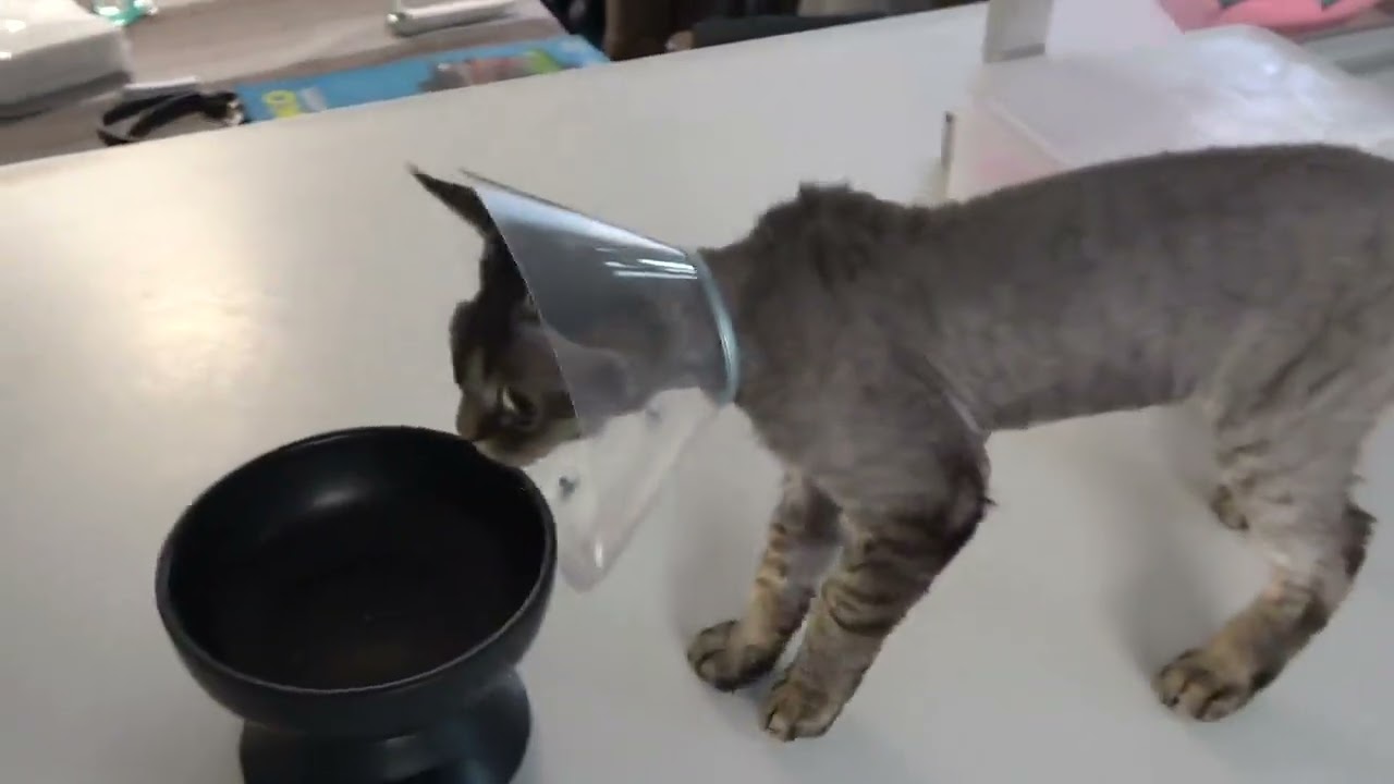 デボンレックス子猫は去勢手術を受けました(Devon Rex kitten had a castration operation)