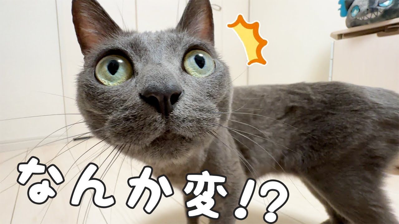 飼い主がネコ耳をつけたときの猫たちの反応ｗ