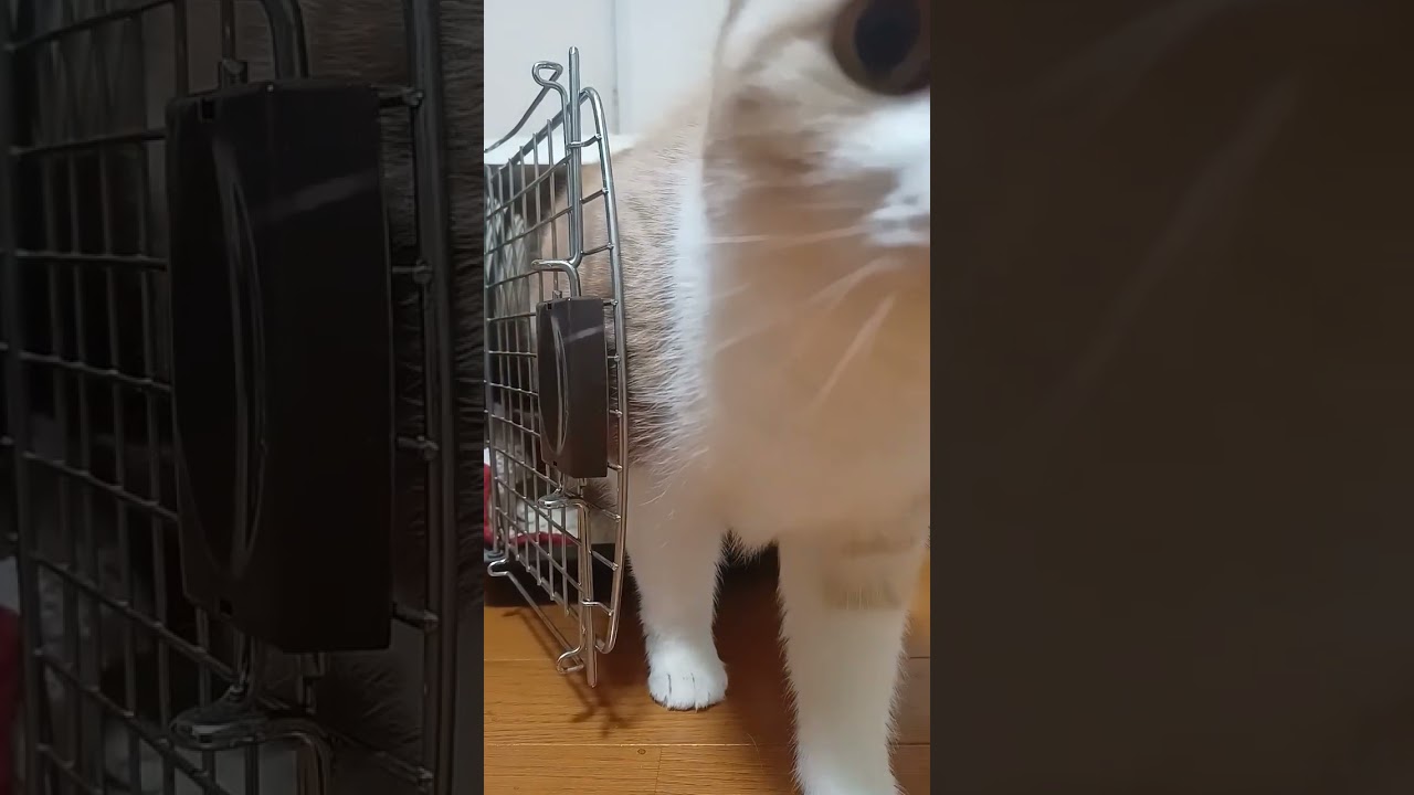 定員1名用のキャリーです。 #エキゾチックショートヘア #スコティッシュフォールド