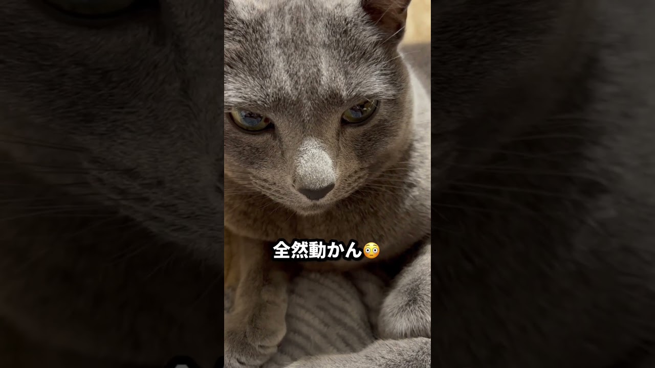 【ロシアンブルー】めろん、目を開けたまま寝てるん⁇😳【猫】#shorts