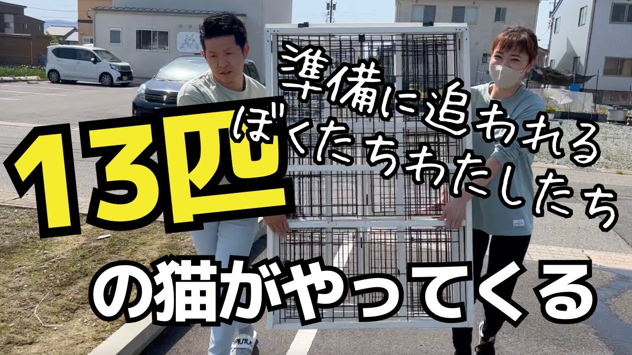 【13匹の猫。３家族を受け入れ】子猫だらけでわちゃわちゃでございます