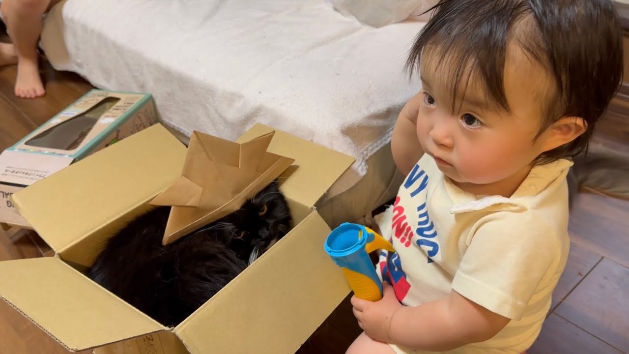 かぶとをかぶる猫　ラガマフィンA cat wearing a helmet. Ragamuffin.