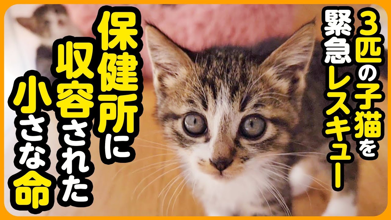 【子猫保護】保健所に収容された 小さな命...緊急保護しました