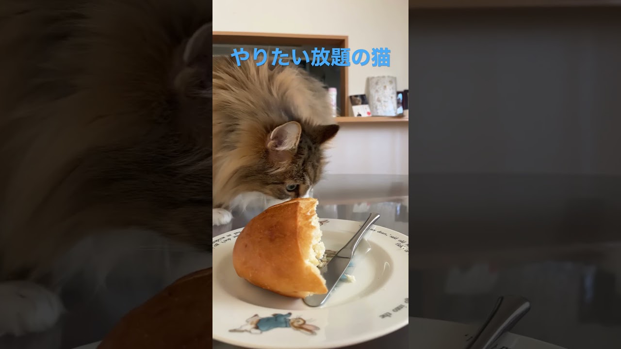 やりたい放題の猫#shortsvideo #shorts #ノルウェージャンフォレストキャット #cats #cat #cute #猫 #猫動画 #可愛い猫