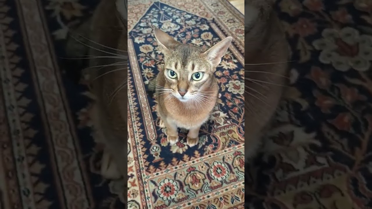 ネコ動画あび#816　#shorts　あびの毎日　アビシニアン　あびブログ