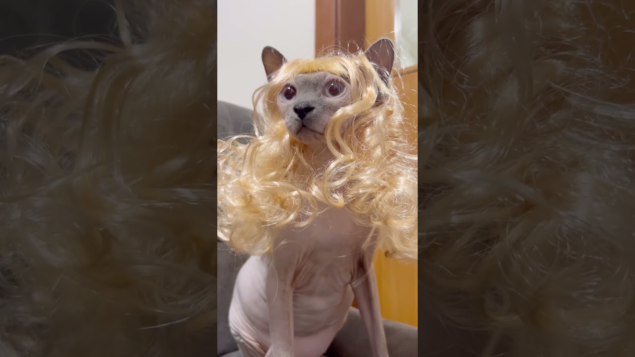 セクシーギャルな毛のない猫【スフィンクス猫】